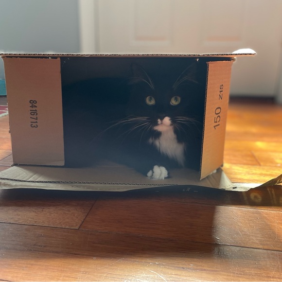 Meet your Posher, Harper - Picture 9 of 14